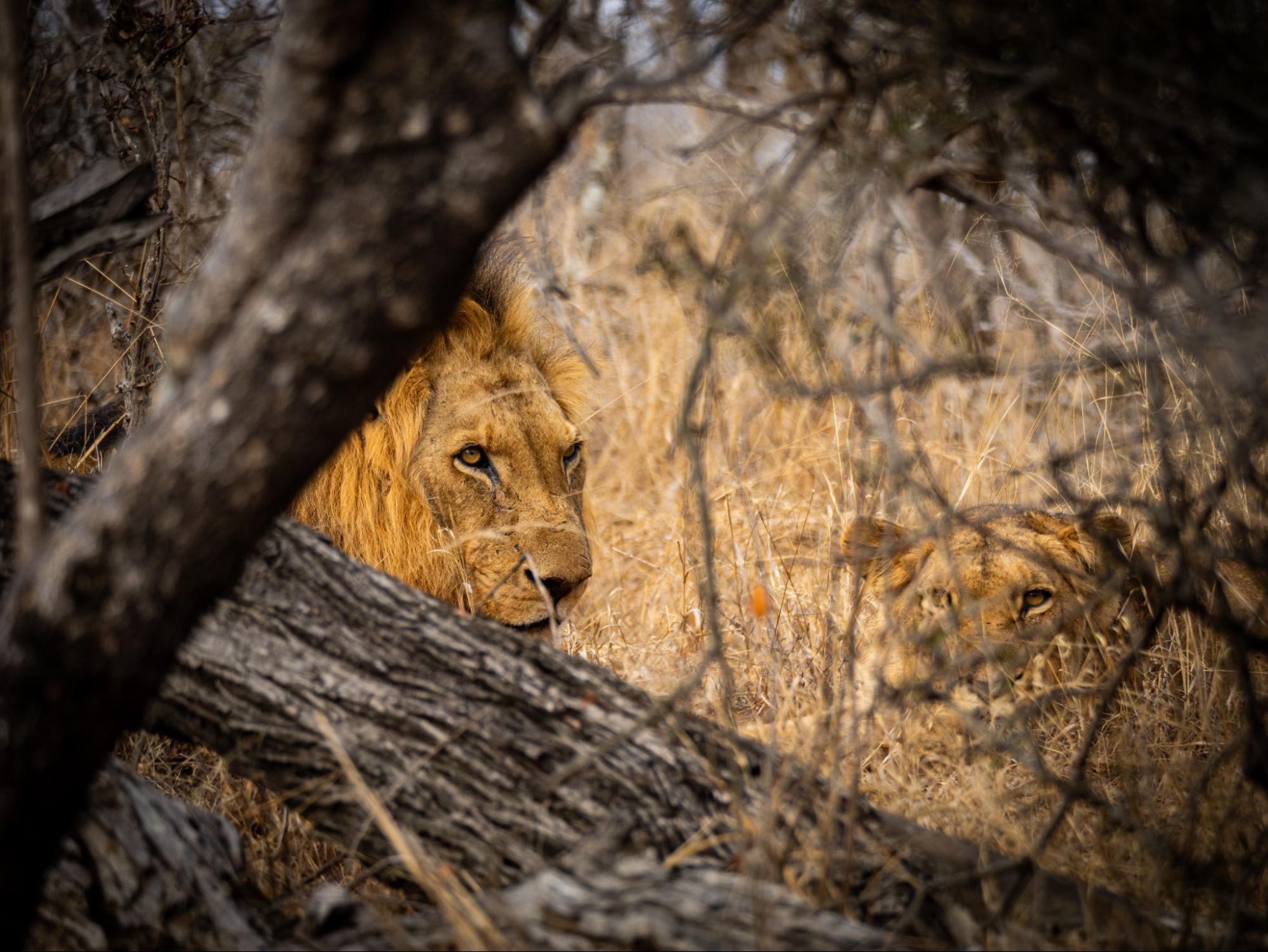 Lions in natural safari habitat