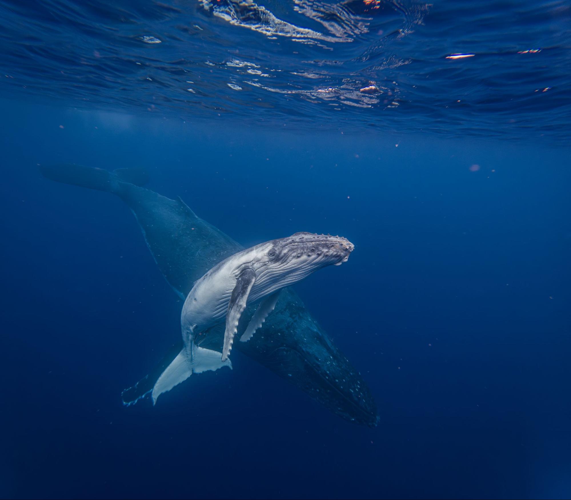 Humpback whale underwater